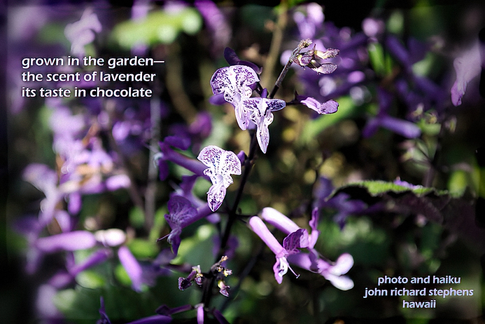 A photo haiku with a picture of lavendar flowers.