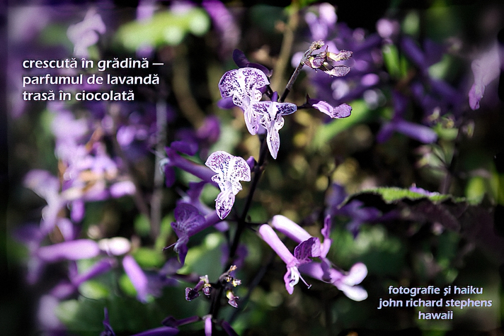 A photo haiku with a picture of lavendar flowers.