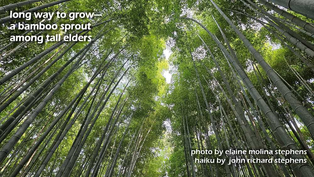 A photo haiku showing the bamboo forest stretching into the sky.