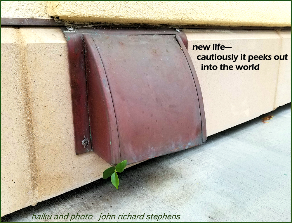 A photo haiku showing an air vent on a concrete block wall and a concrete walkway below, with three new leaves of a plant emerging from the corner of the vent.